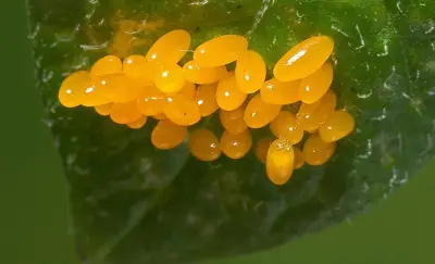 Forget the calendar: This method reveals the ideal time to tackle garden pests