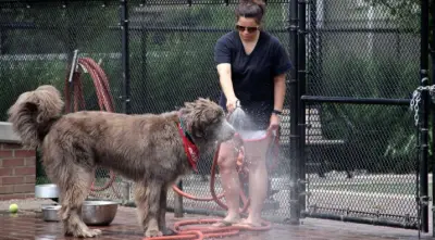 The ‘Dog Days of Summer’ are especially tough on dogs. Here’s how to keep them safe