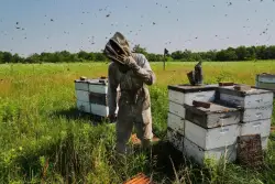 Bees have some ways to cope with a warming Earth, but researchers fear for their future
