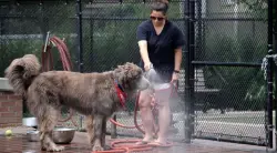 The ‘Dog Days of Summer’ are especially tough on dogs. Here’s how to keep them safe